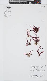 Bartoniella crenata image