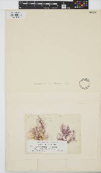 Image of Sheathia arcuata