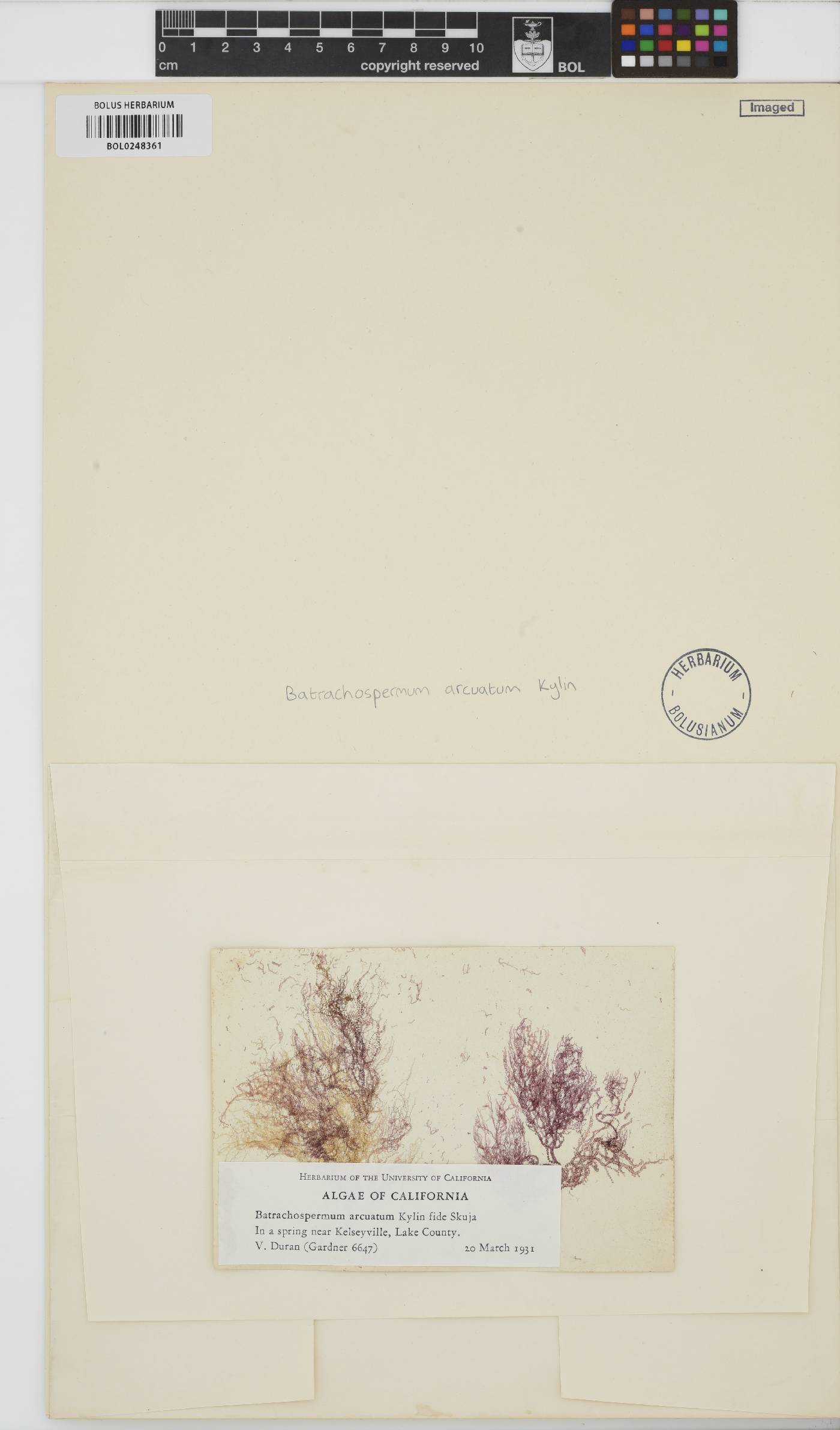 Sheathia arcuata image