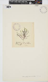 Sheathia boryana image