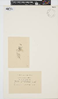 Torularia atra image