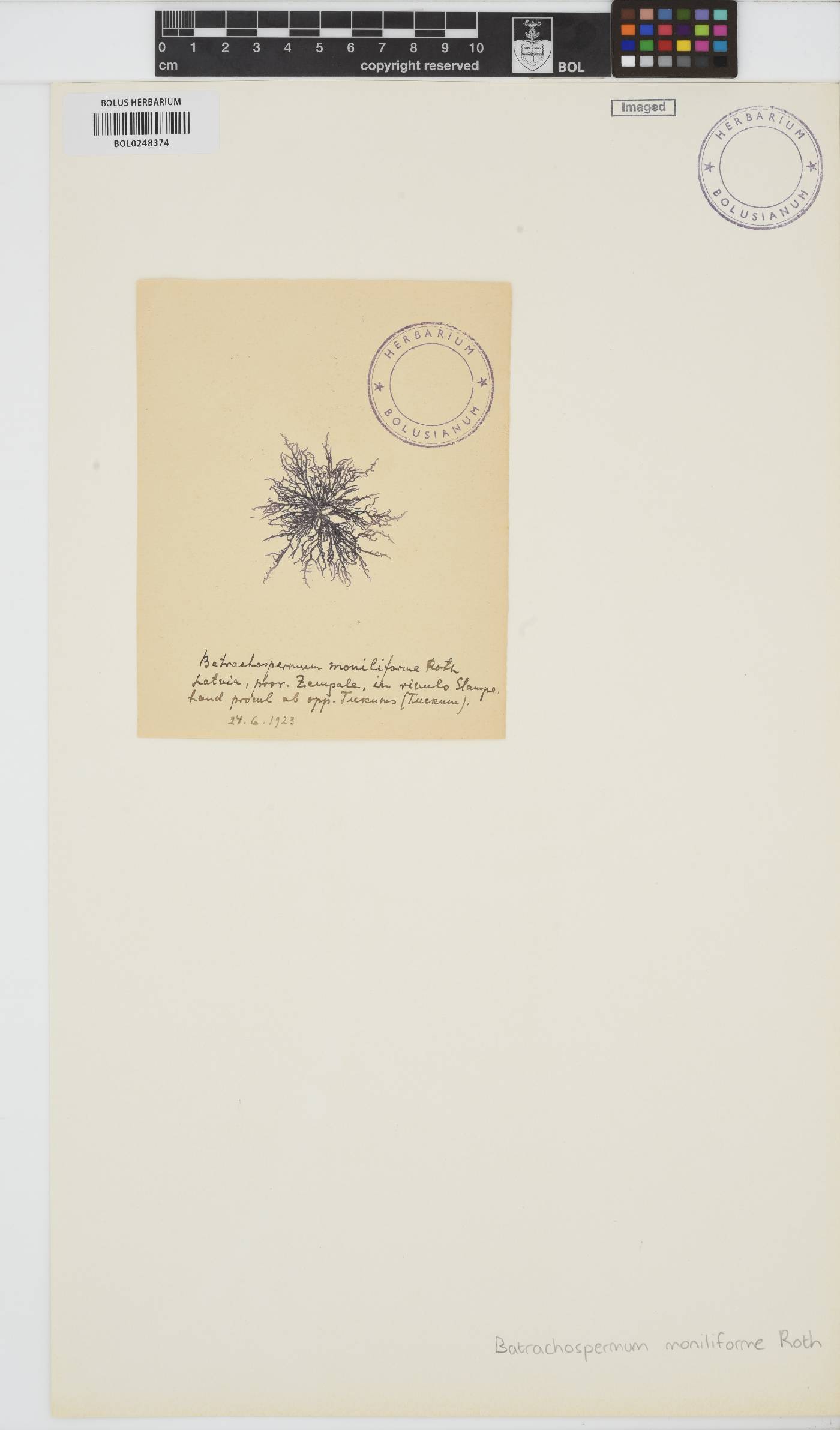 Batrachospermum gelatinosum image