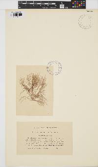 Batrachospermum gelatinosum image