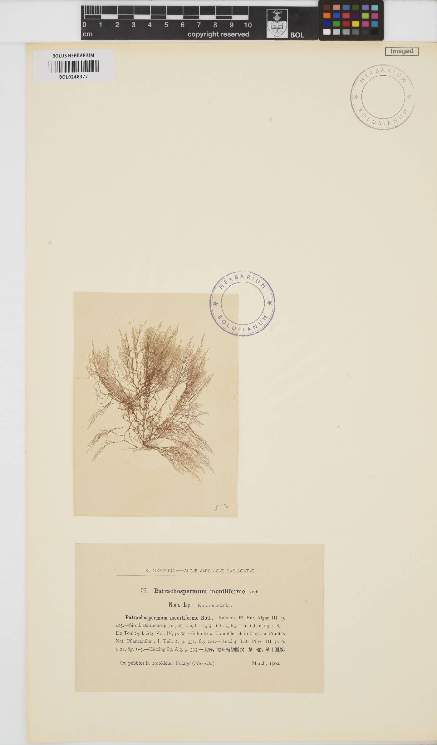 Batrachospermum gelatinosum image