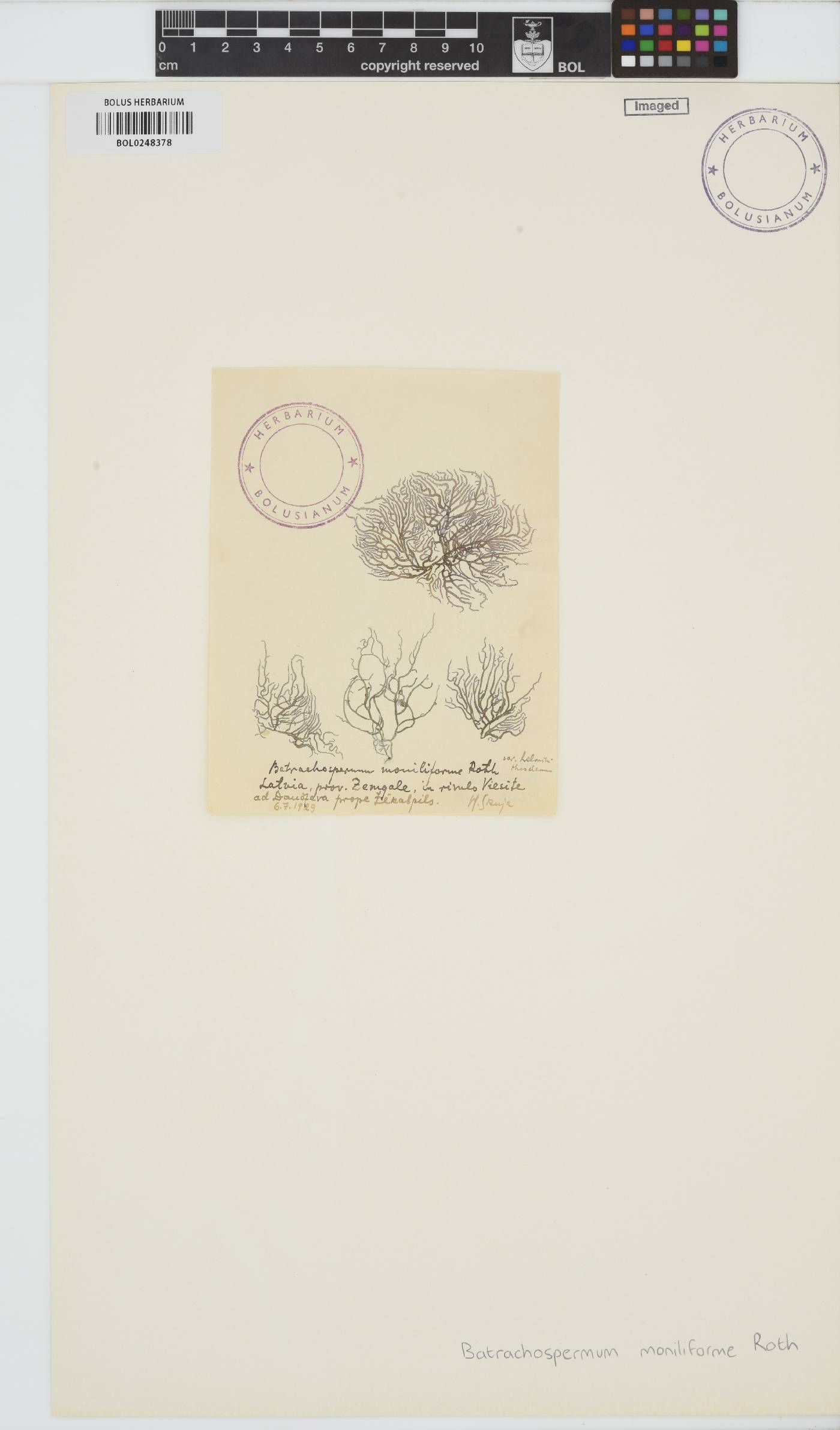 Batrachospermum image