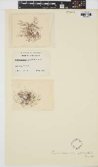 Batrachospermum gelatinosum image