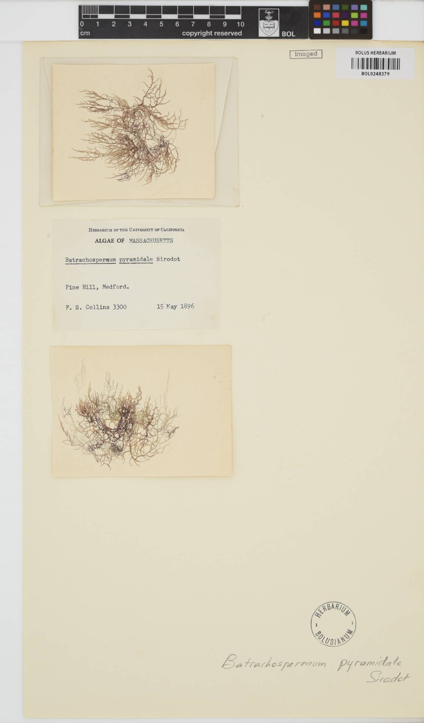 Batrachospermum gelatinosum image