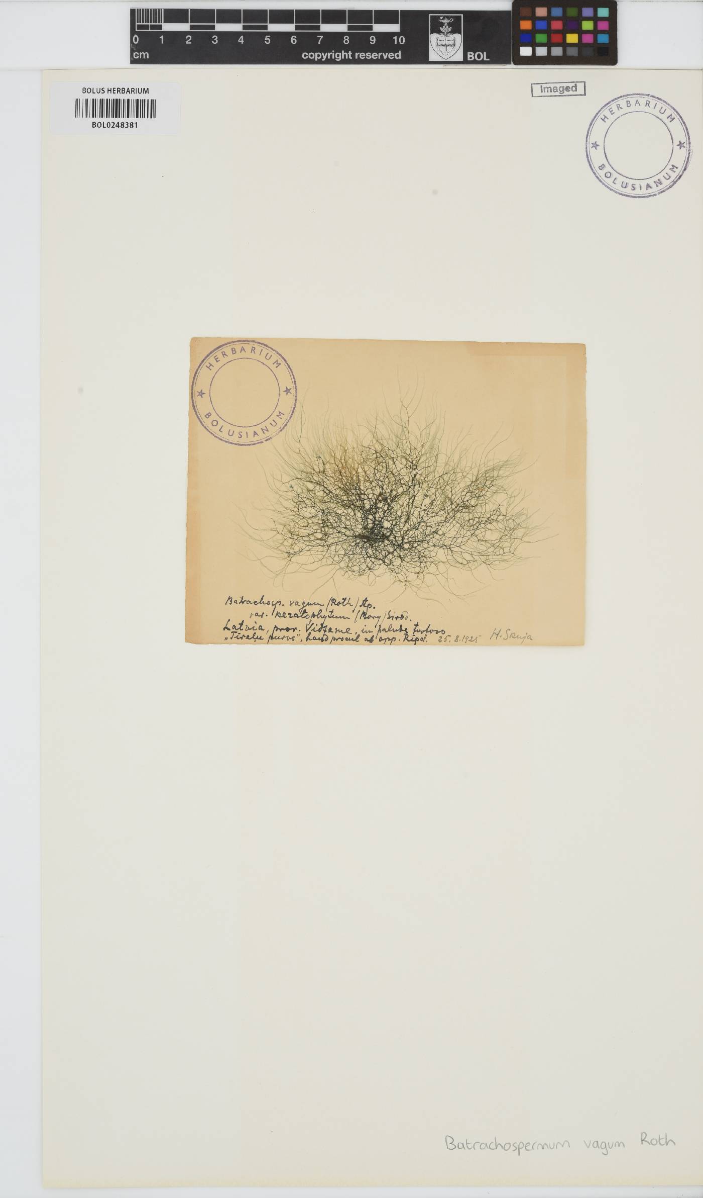 Batrachospermum turfosum image
