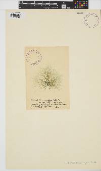 Batrachospermum turfosum image