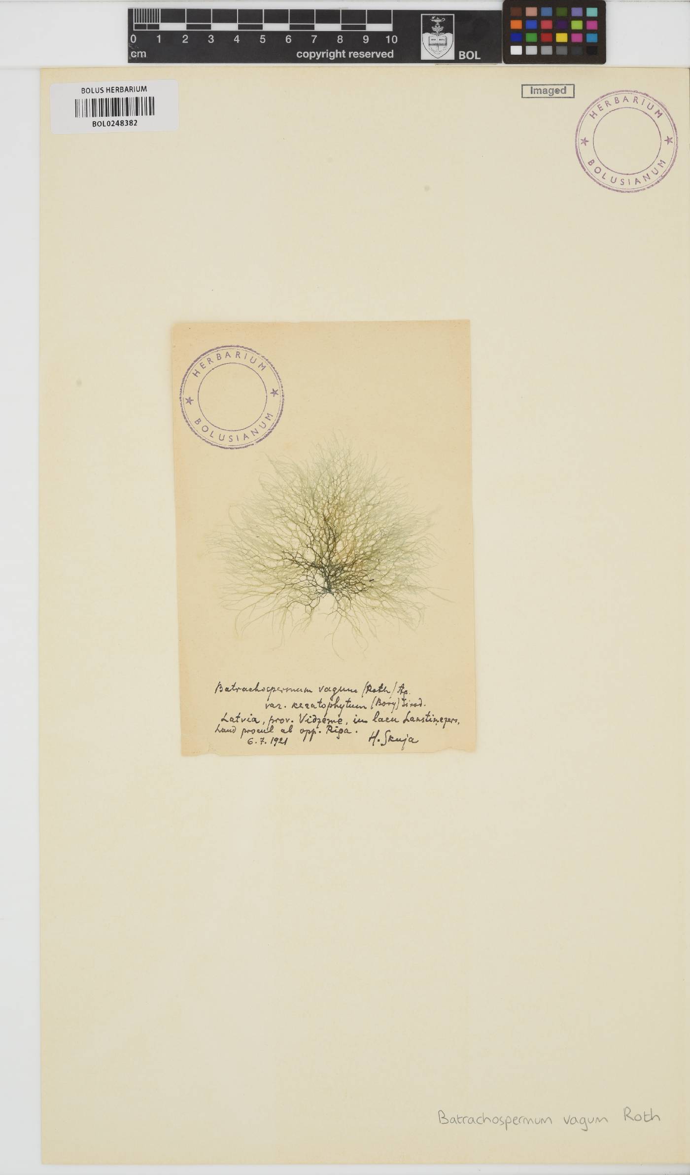 Batrachospermum turfosum image