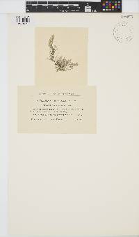 Image of Batrachospermum helminthosum
