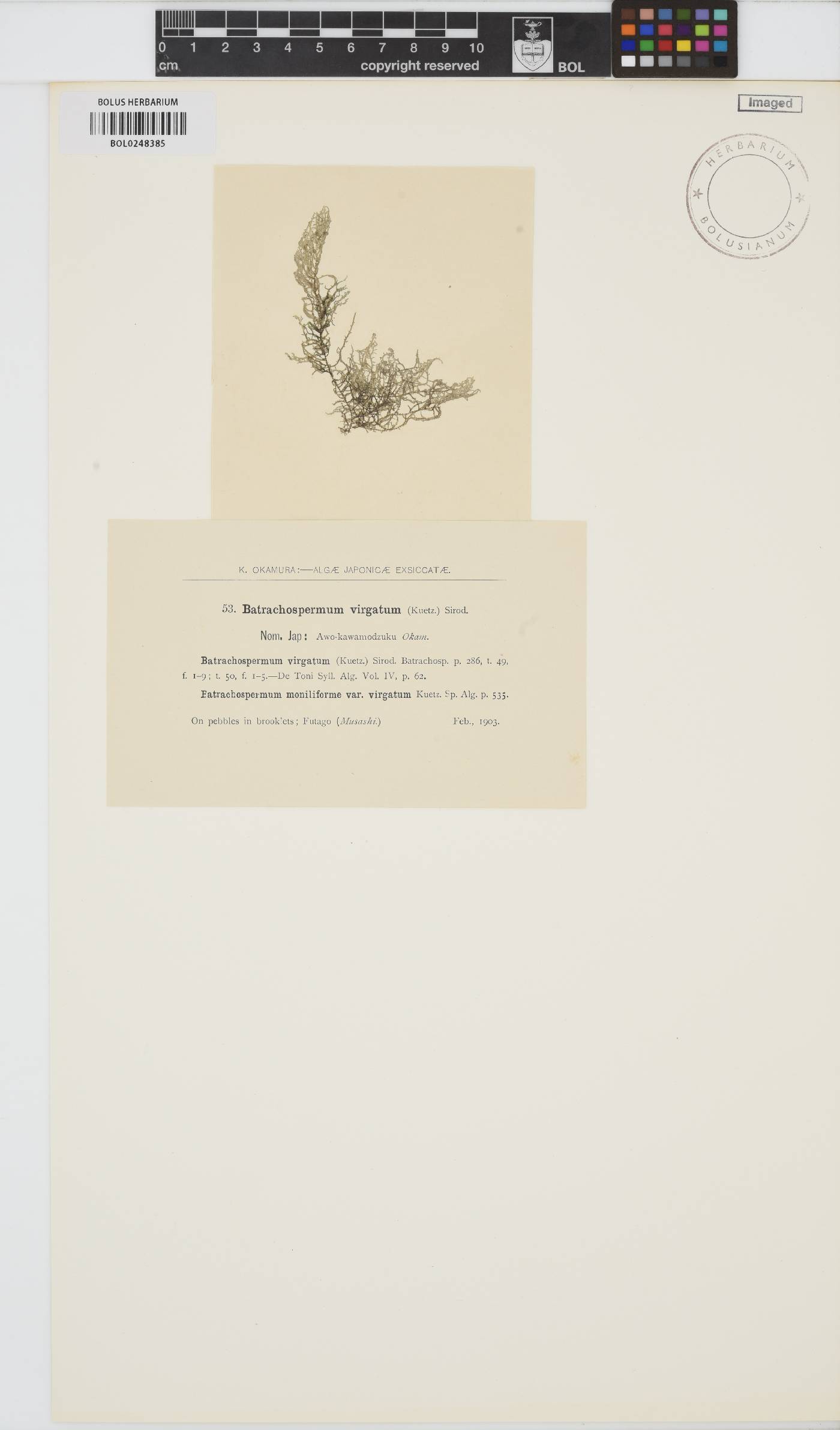 Batrachospermum helminthosum image