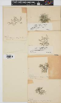 Batrachospermum helminthosum image