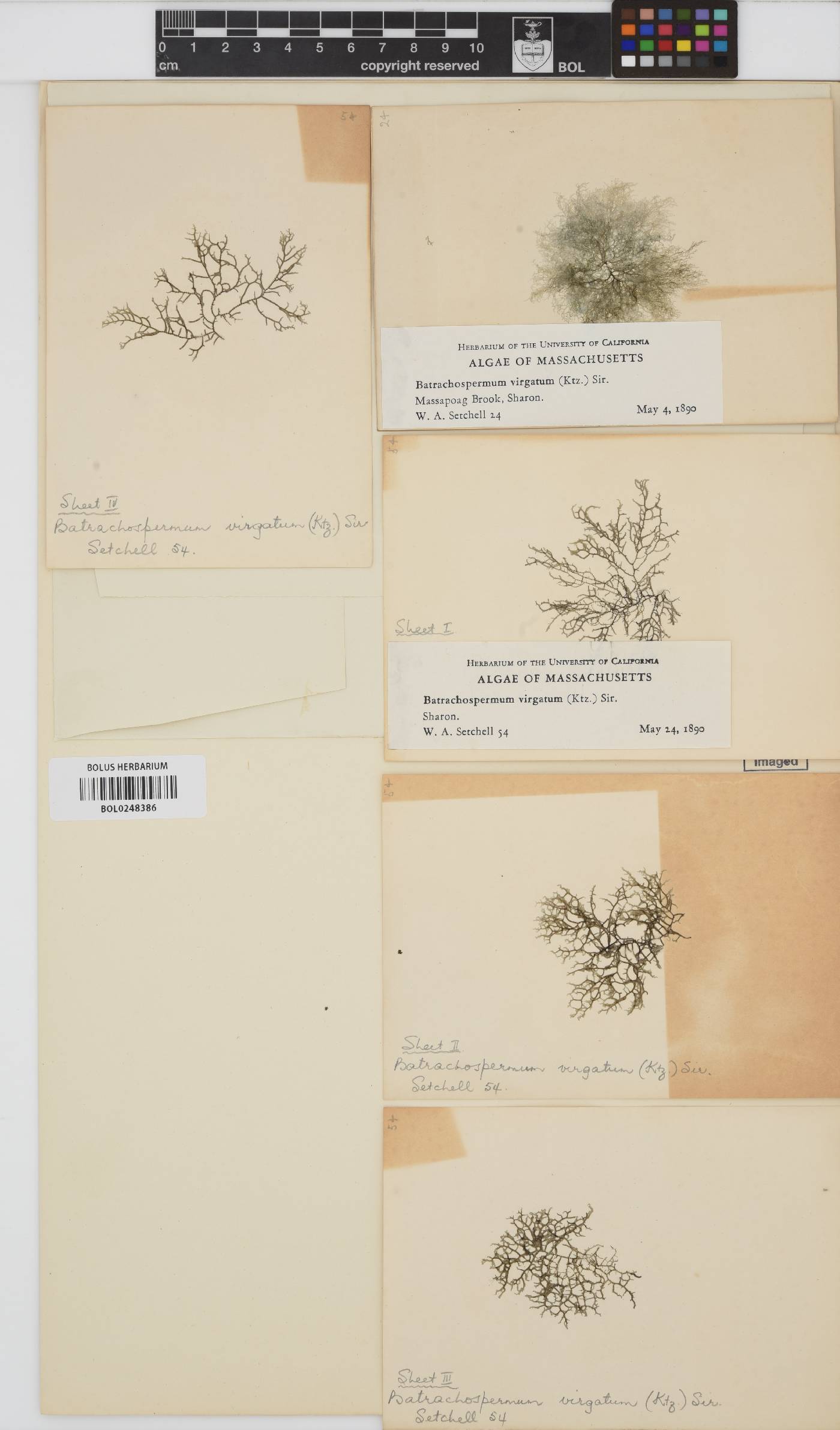 Batrachospermum helminthosum image