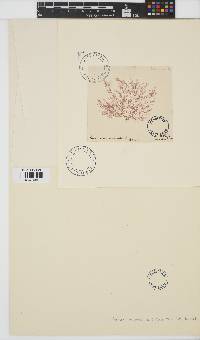 Bonnemaisonia asparagoides image