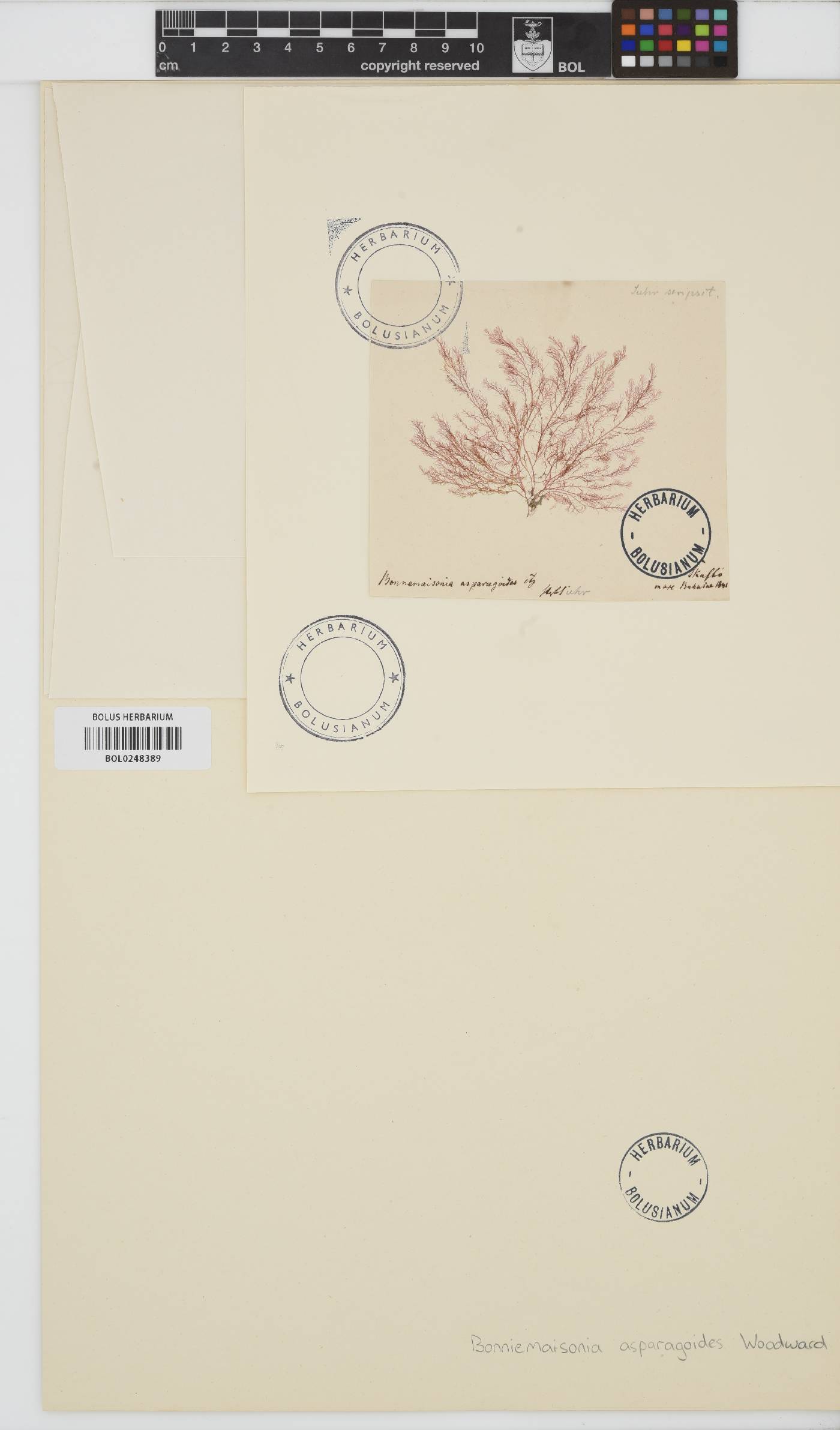 Bonnemaisonia asparagoides image