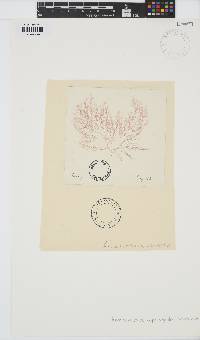 Bonnemaisonia asparagoides image
