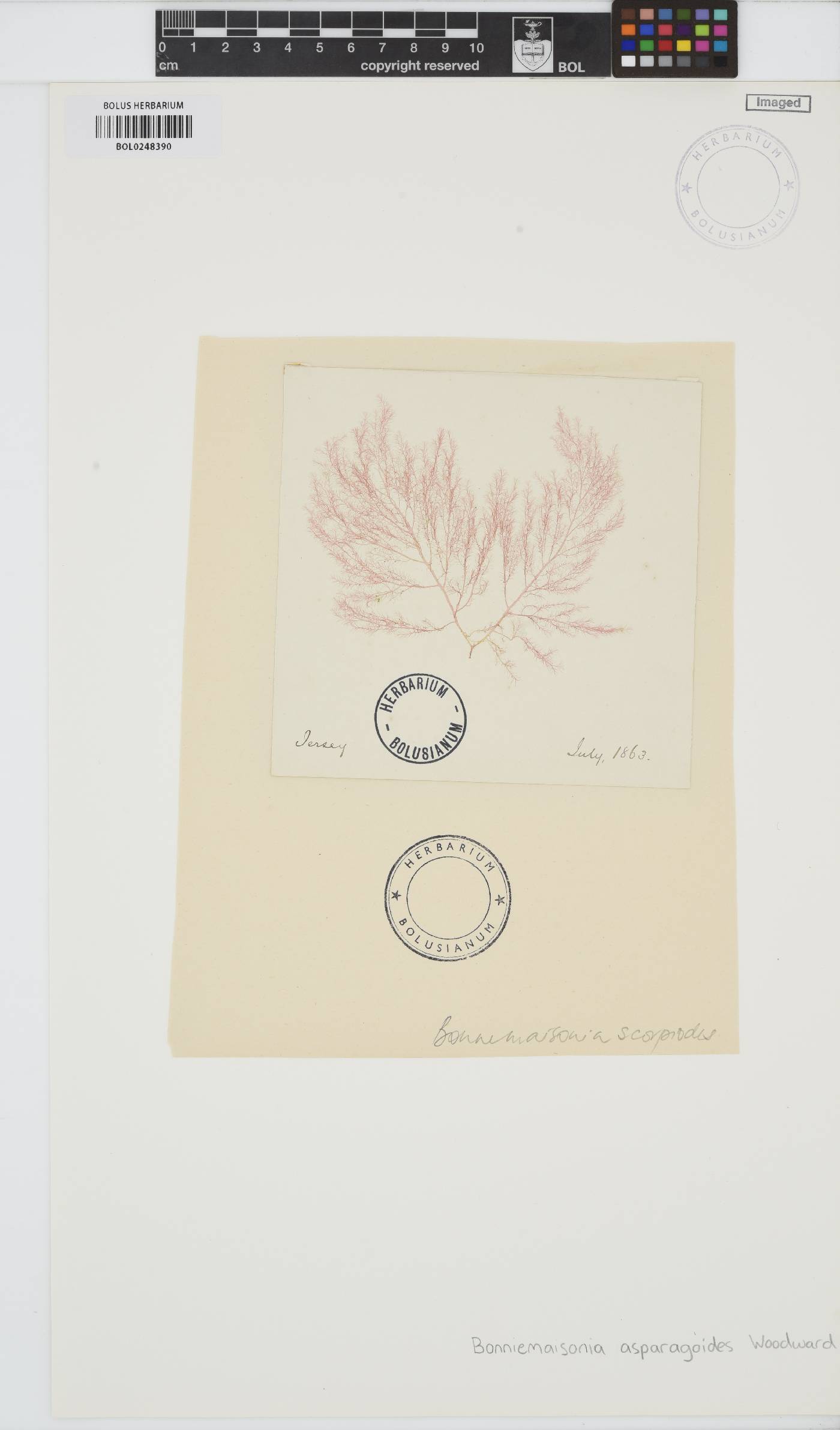 Bonnemaisonia asparagoides image