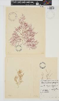 Bonnemaisonia asparagoides image