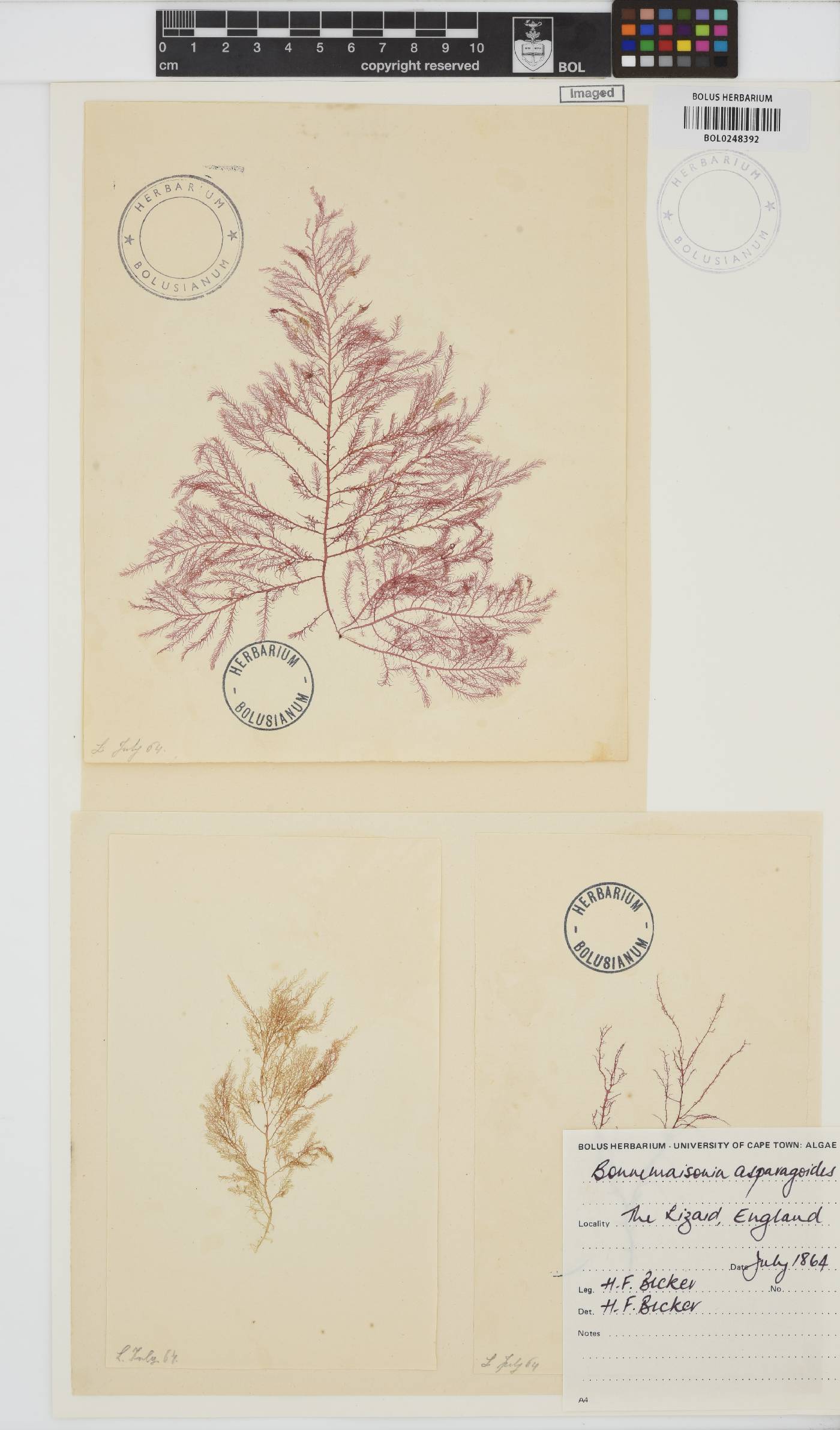 Bonnemaisonia asparagoides image