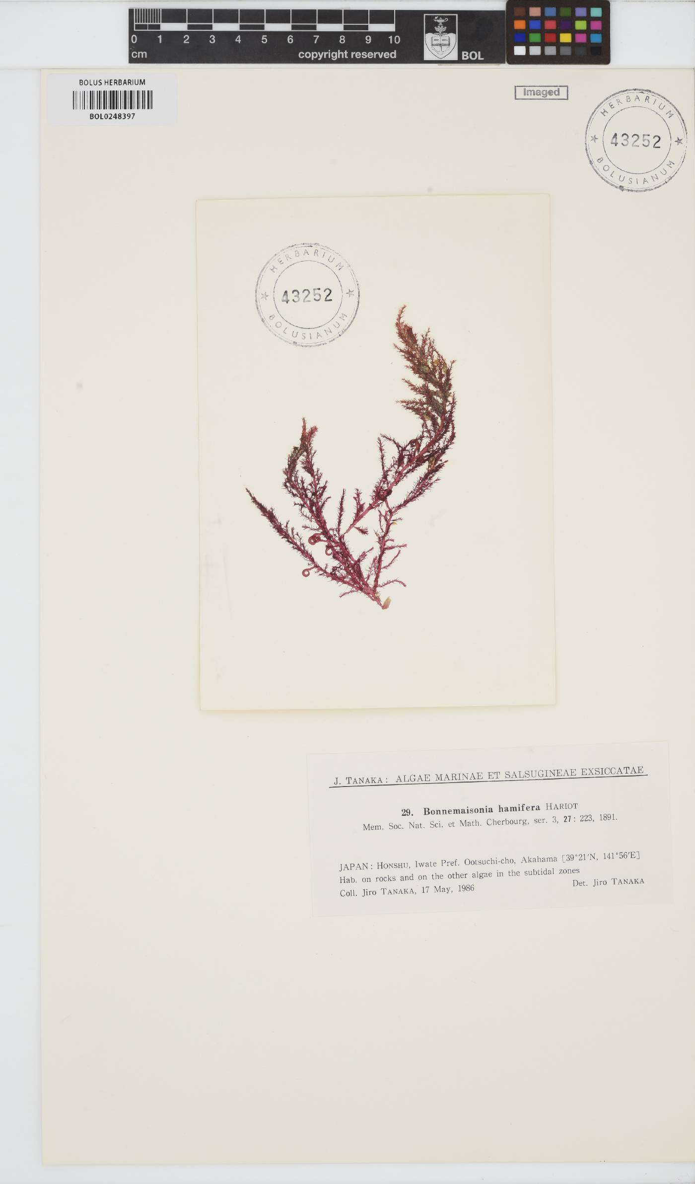 Bonnemaisoniaceae image