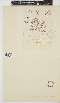 Bonnemaisonia hamifera image