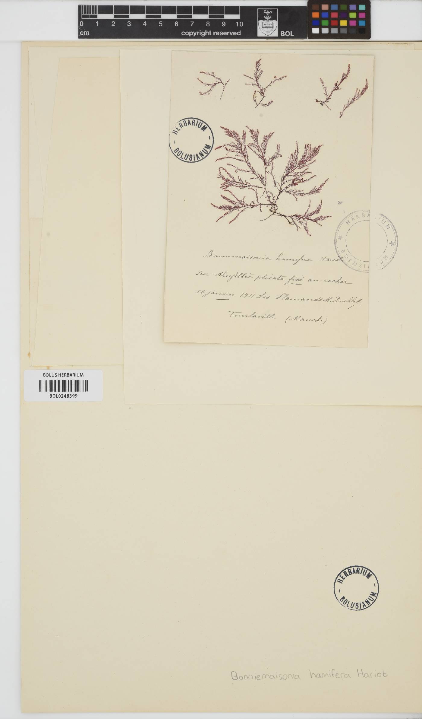 Bonnemaisonia hamifera image