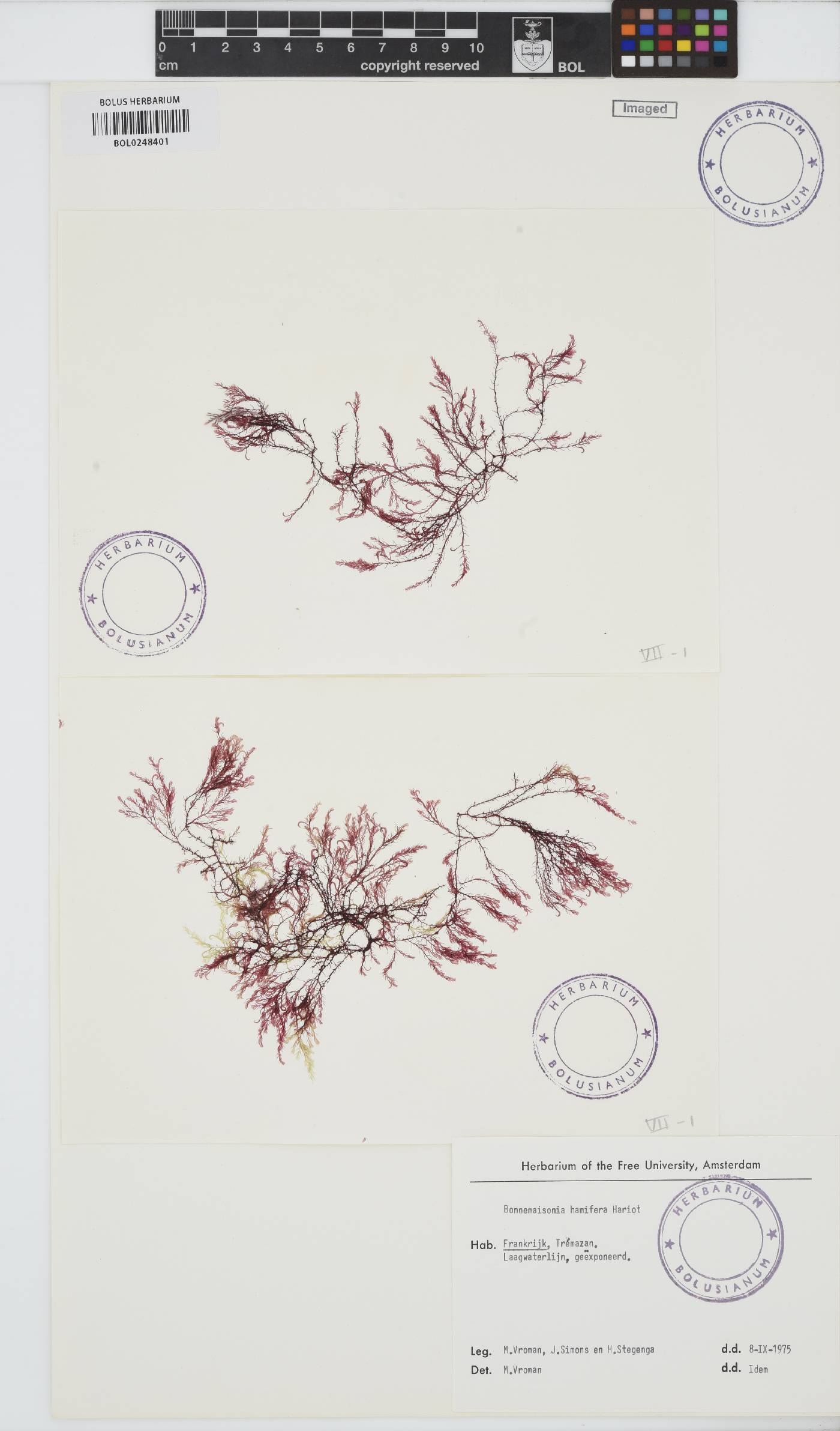 Bonnemaisonia hamifera image
