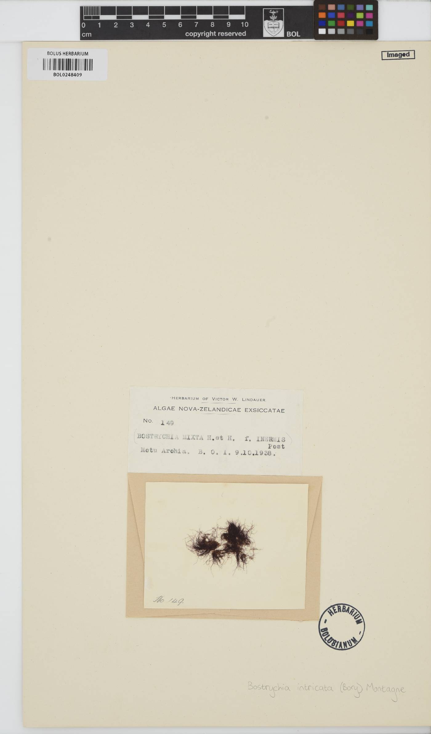 Bostrychia intricata image