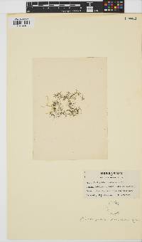 Bostrychia radicans image