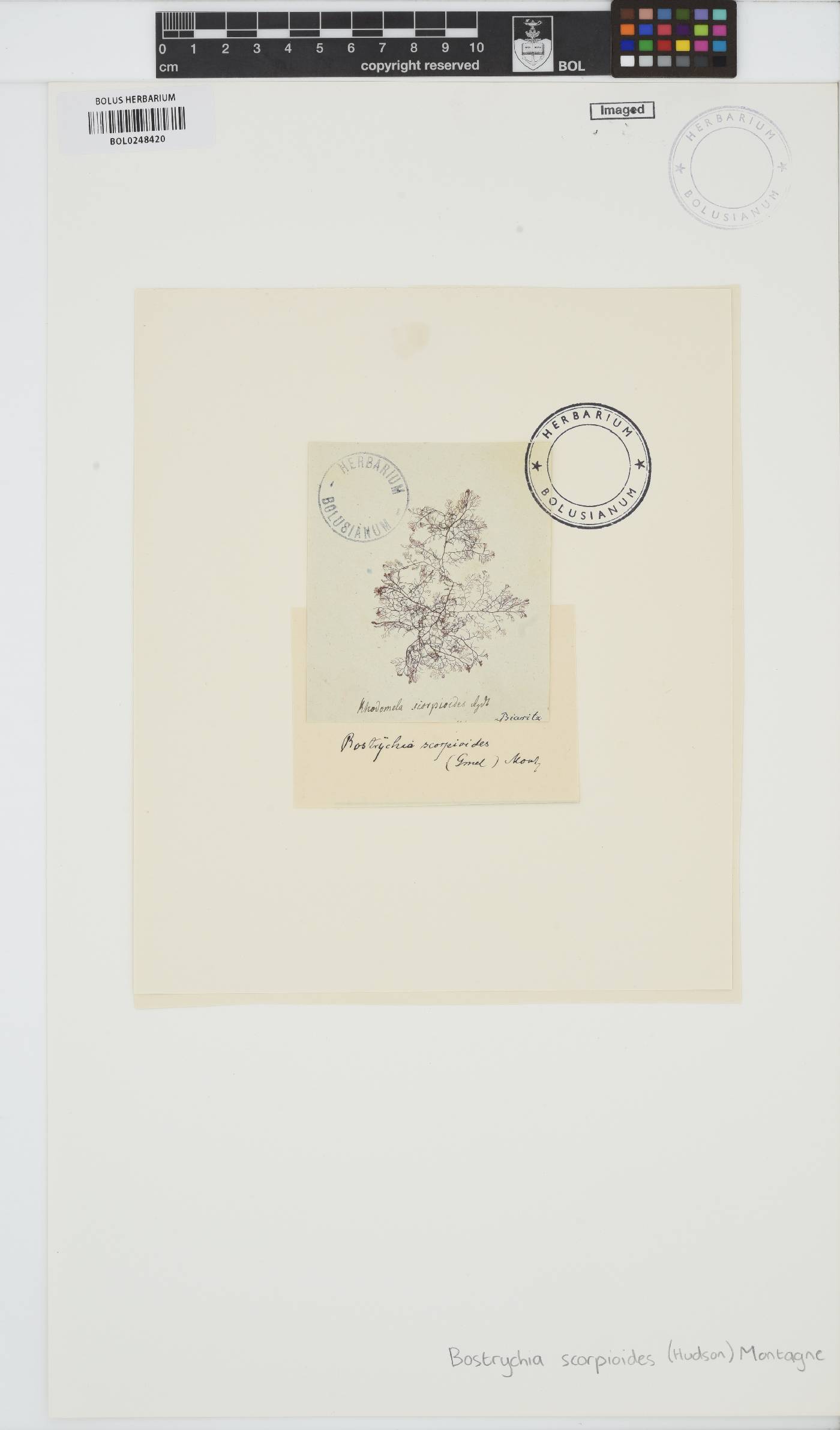 Bostrychia scorpioides image