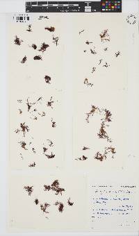 Bostrychia tenella image