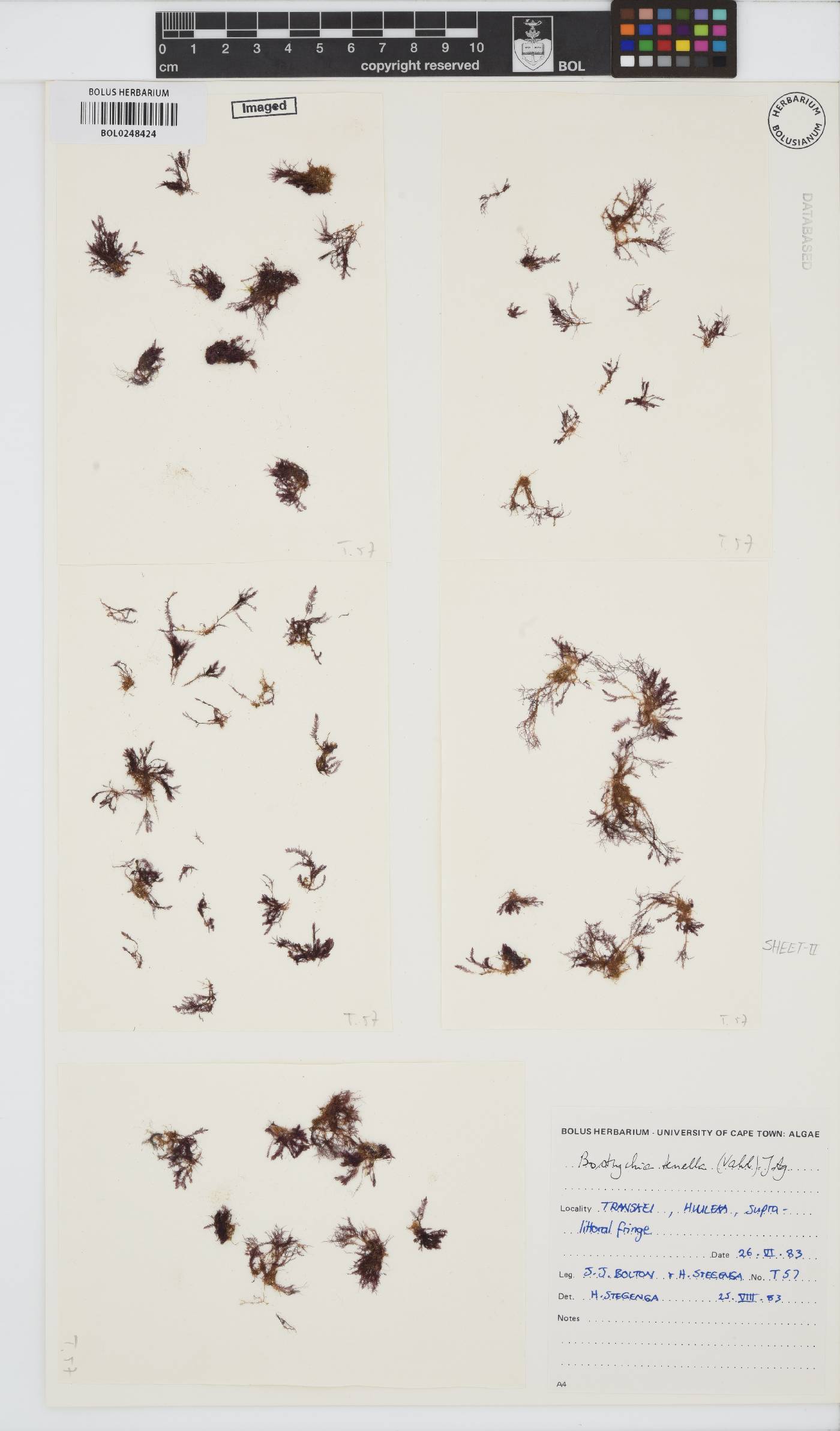 Bostrychia tenella image
