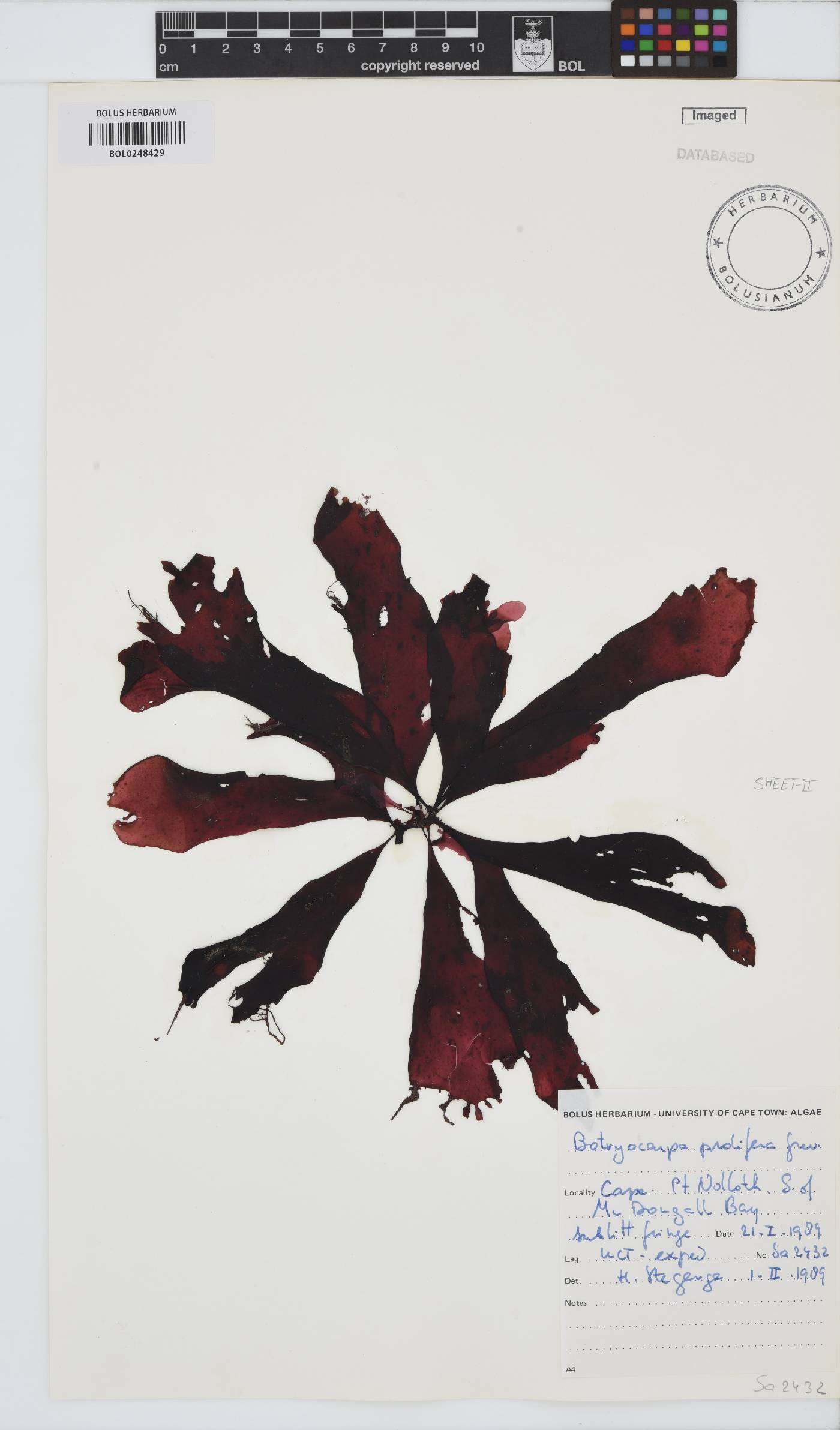 Botryocarpa prolifera image