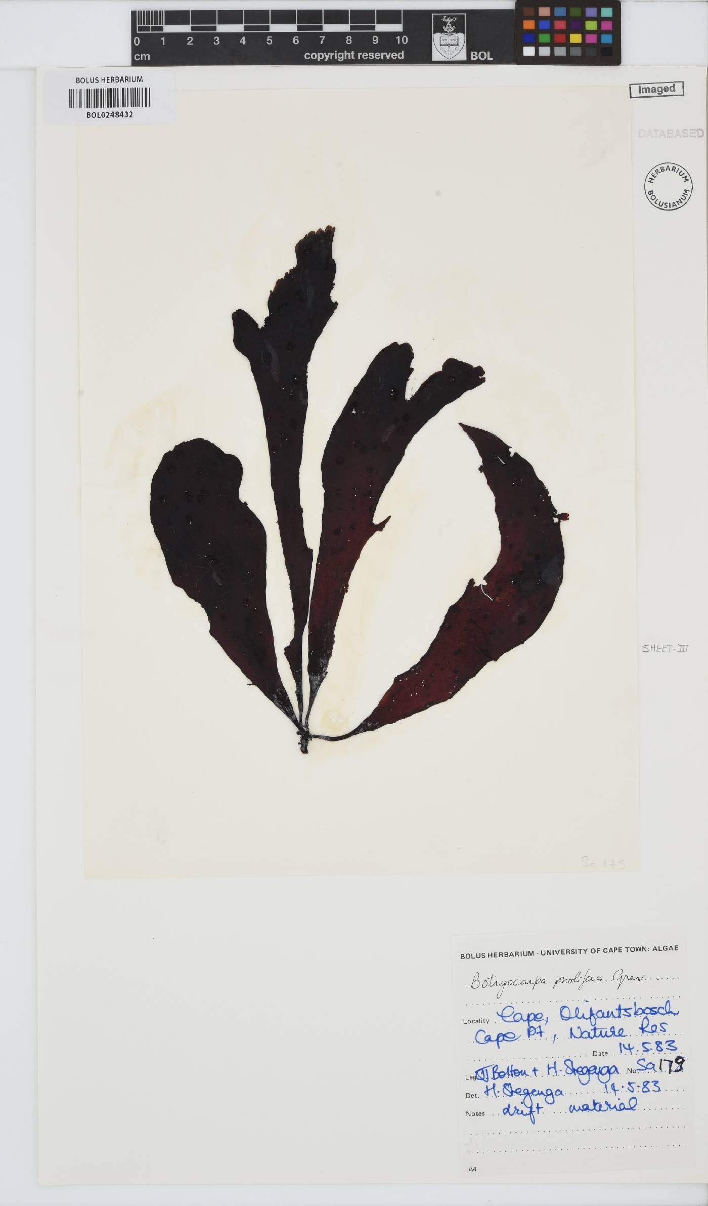 Botryocarpa prolifera image