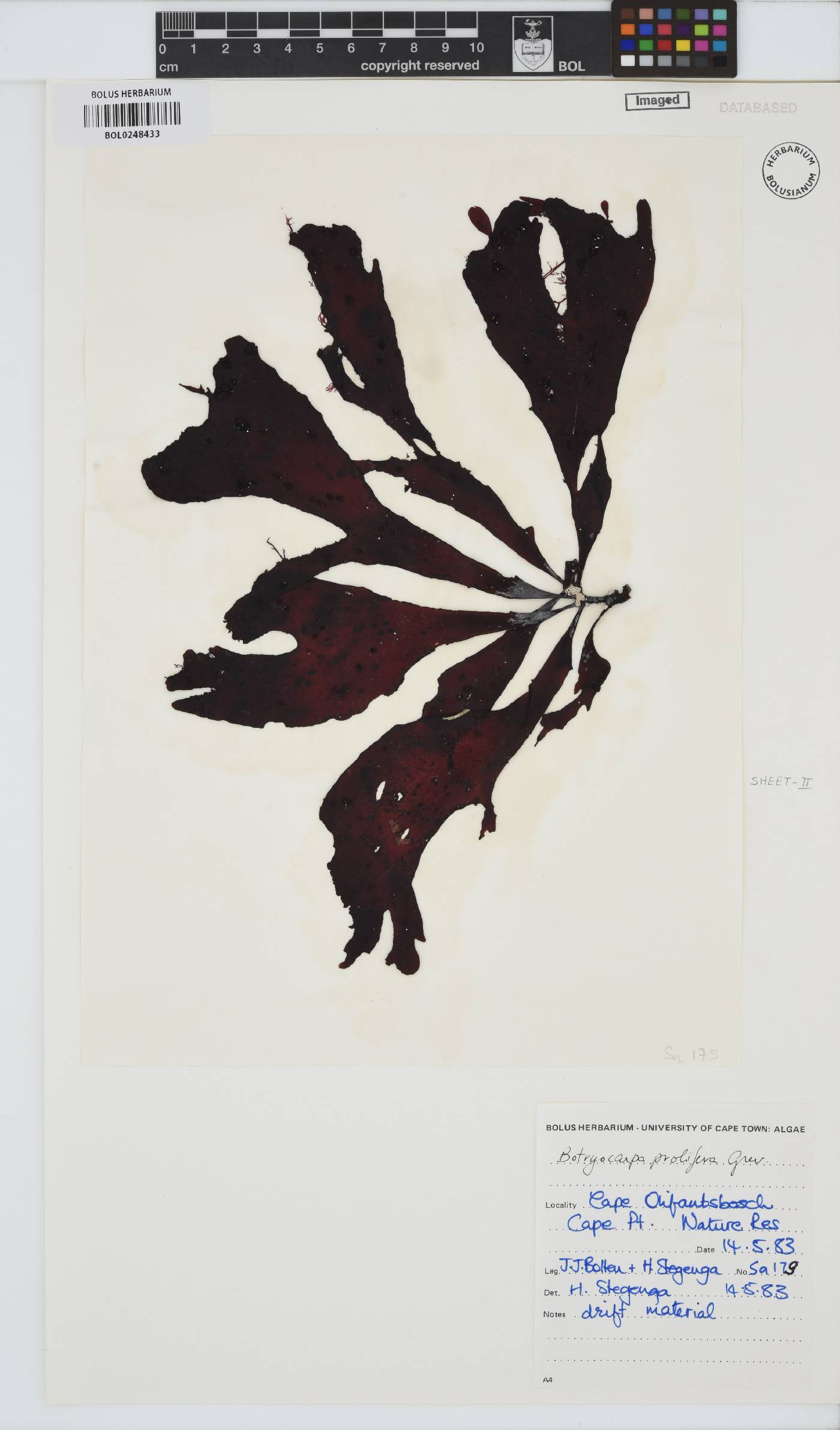 Botryocarpa image