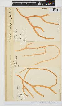 Botryocladia beckeriana image