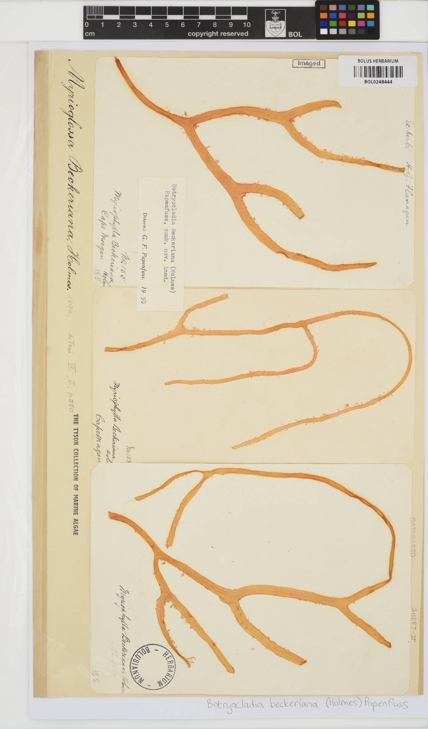 Botryocladia beckeriana image