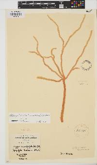 Botryocladia beckeriana image