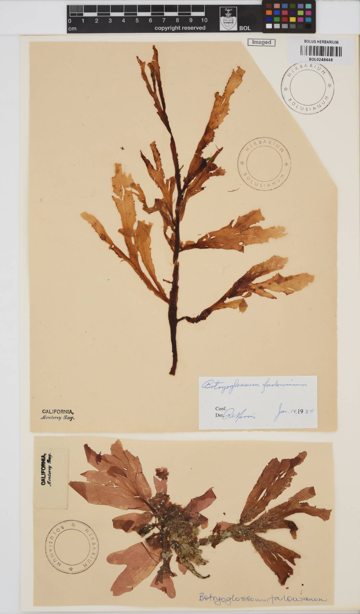 Cryptopleura ruprechtiana image