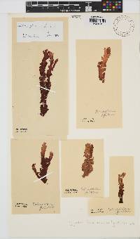 Cryptopleura ruprechtiana image