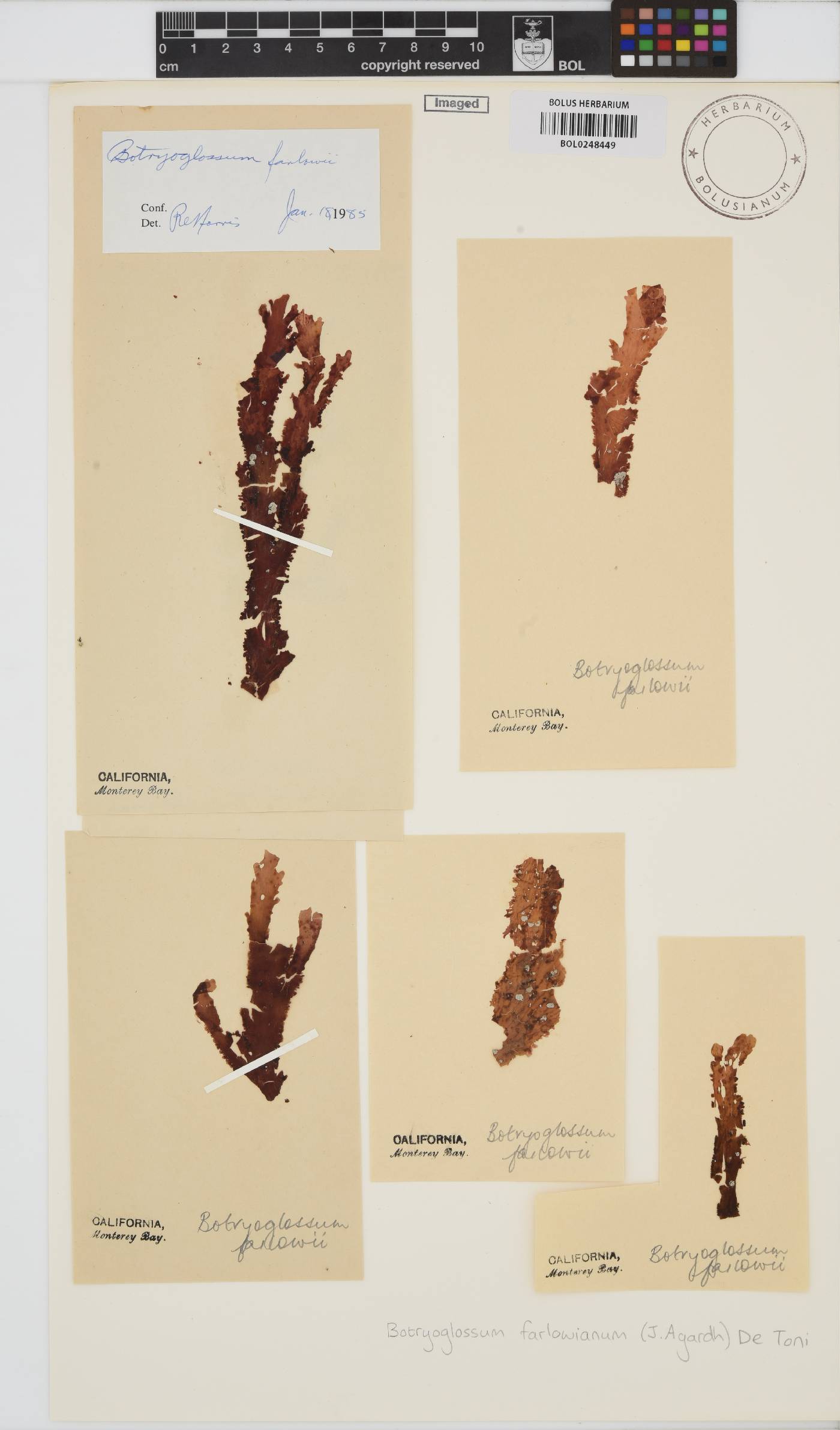Cryptopleura image