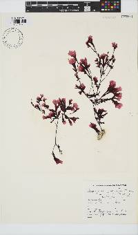 Botryoglossum platycarpum image