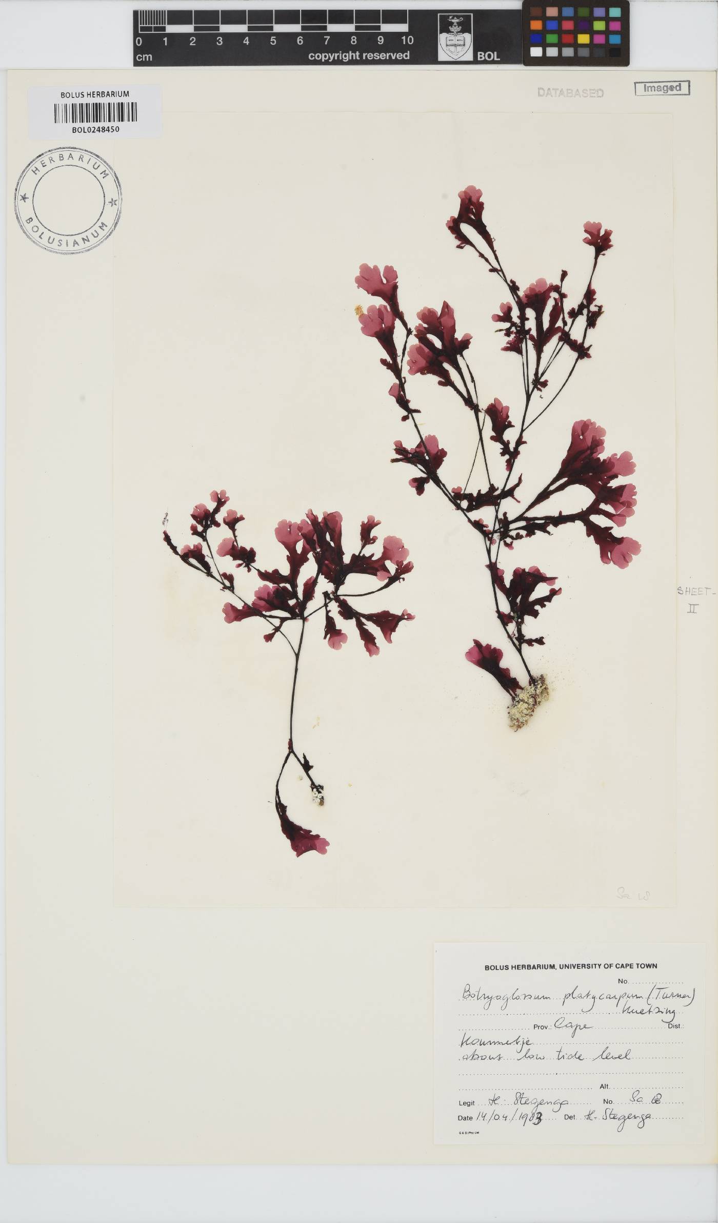 Botryoglossum platycarpum image
