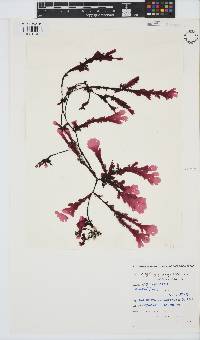 Botryoglossum platycarpum image