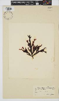 Botryoglossum platycarpum image