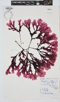 Botryoglossum platycarpum image