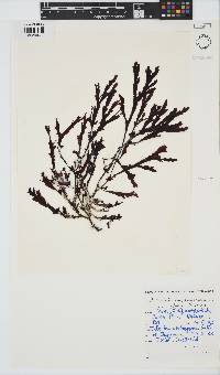 Botryoglossum platycarpum image