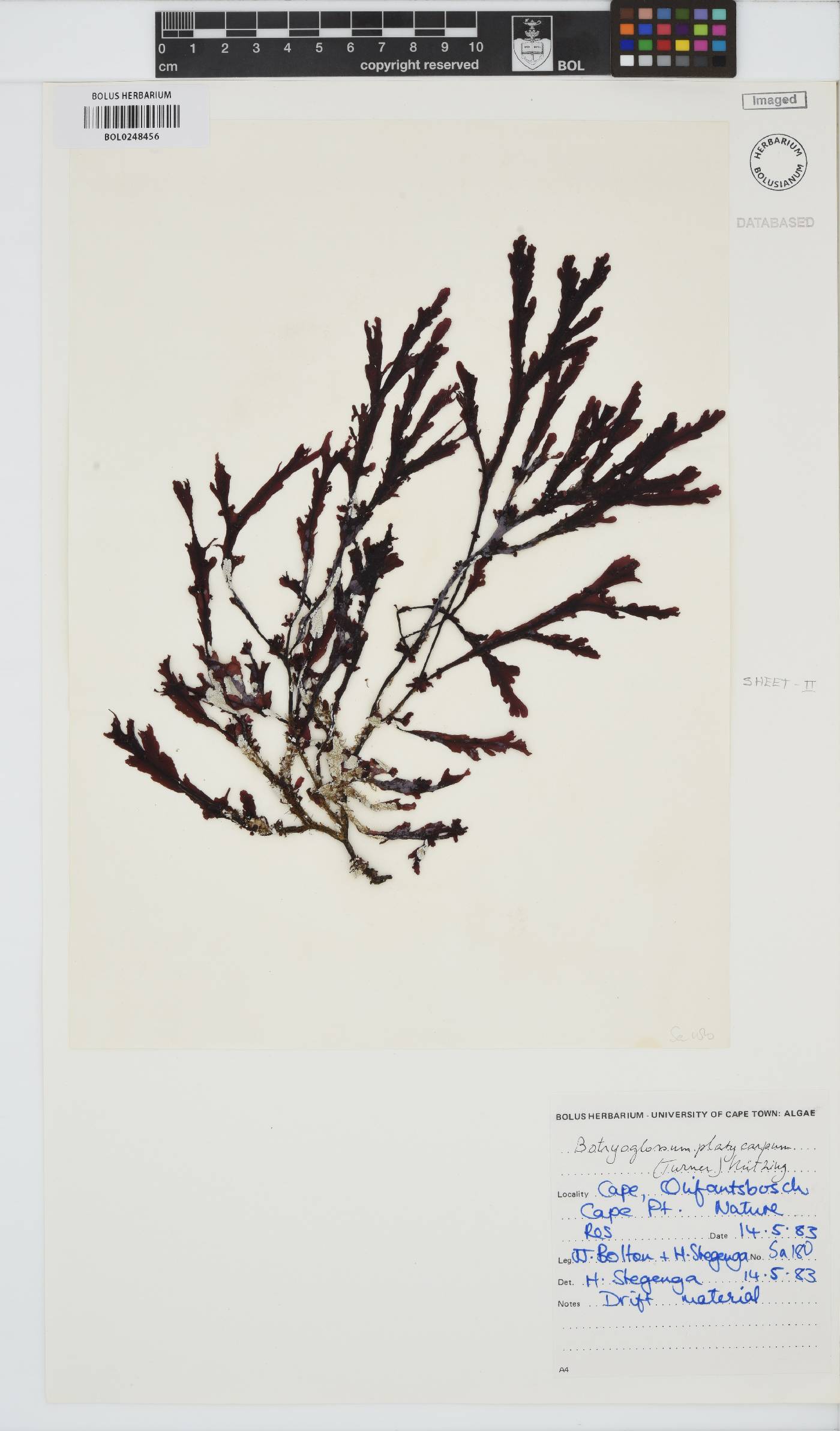 Botryoglossum image