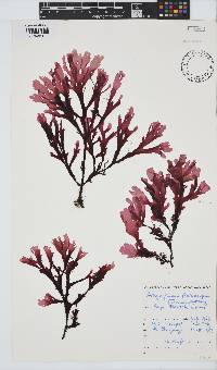 Botryoglossum platycarpum image